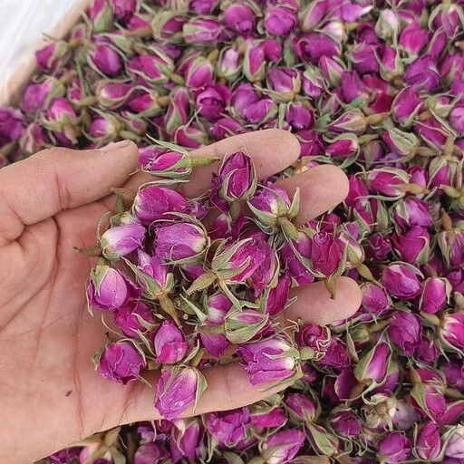 غنچه گل محمدی اعلا با عطر مسحور کننده